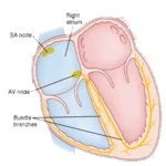 cardiac arrhythmia &amp; treatment android application logo